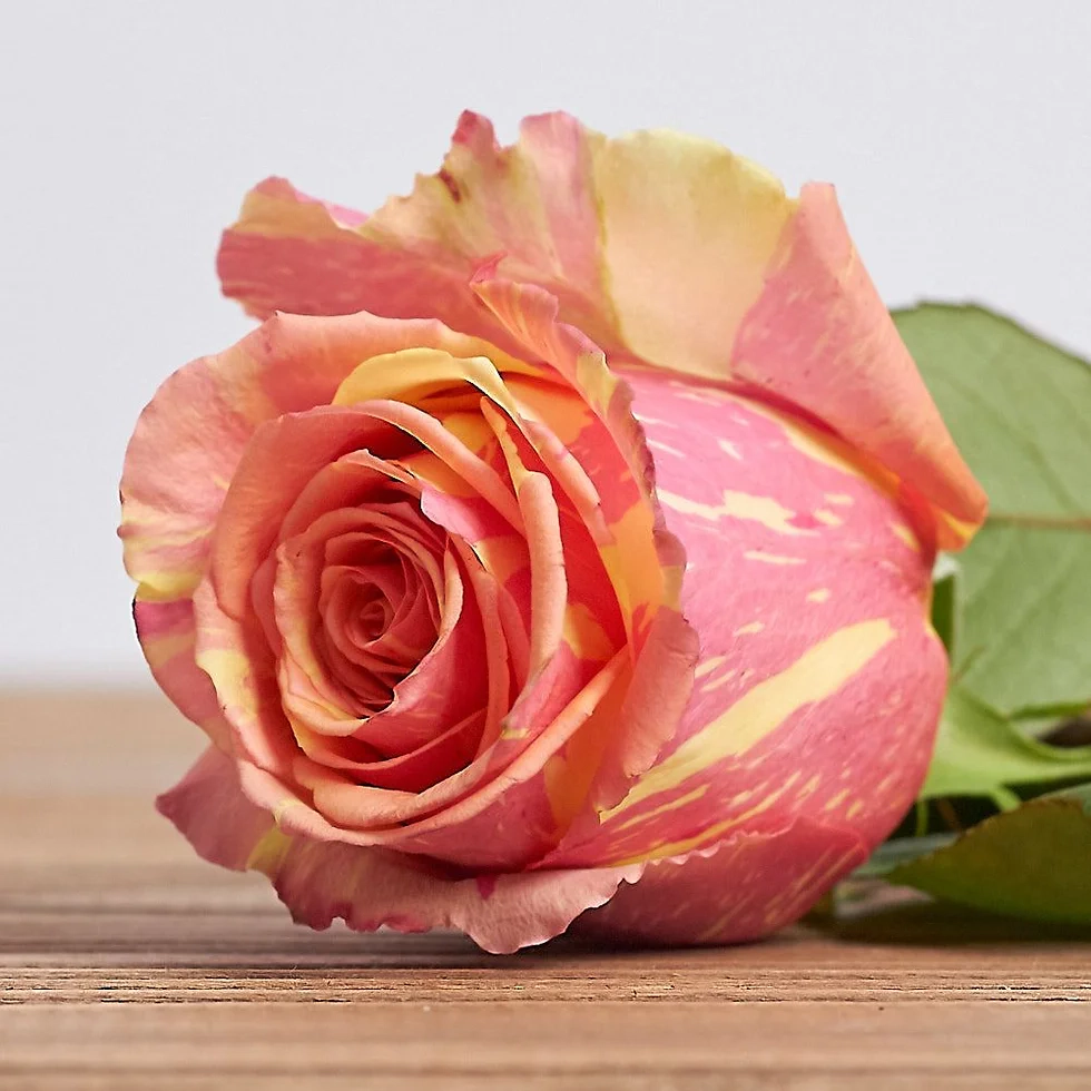 Картинка Роза Фиеста