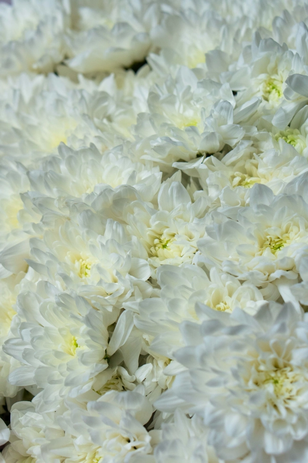 Картинка Букет из 21 хризантемы "Тепло души"