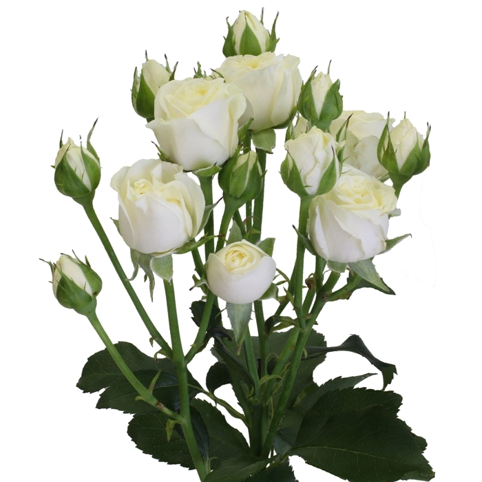 Картинка Роза кустовая Беларусь Кения