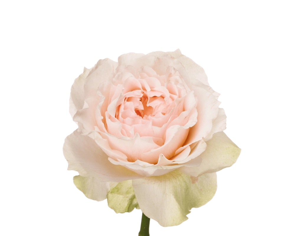 Картинка Роза Викториан Брайдл