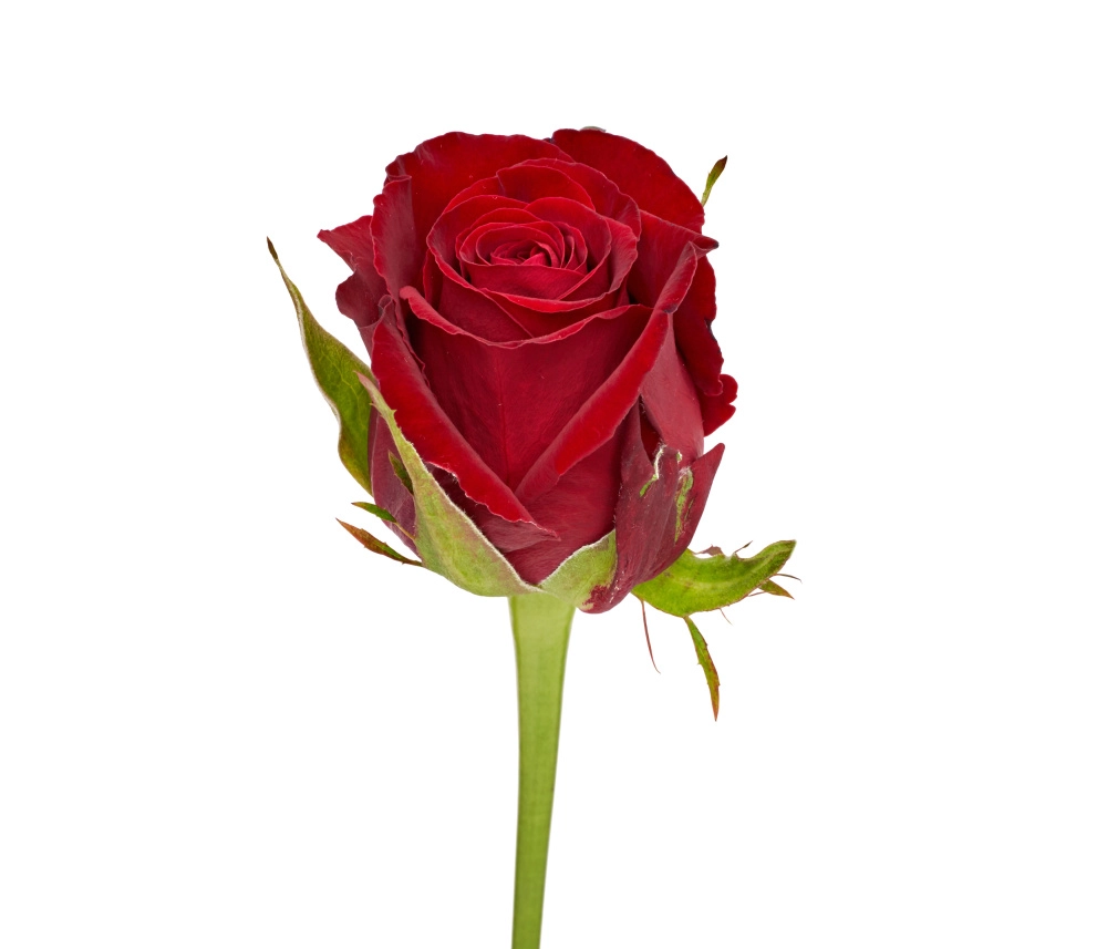 Картинка Роза Кон Амор