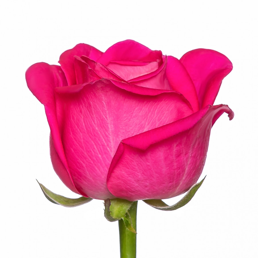 Картинка Роза Черри Аваланж