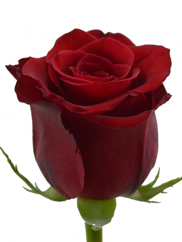 Картинка Роза Эксплорер