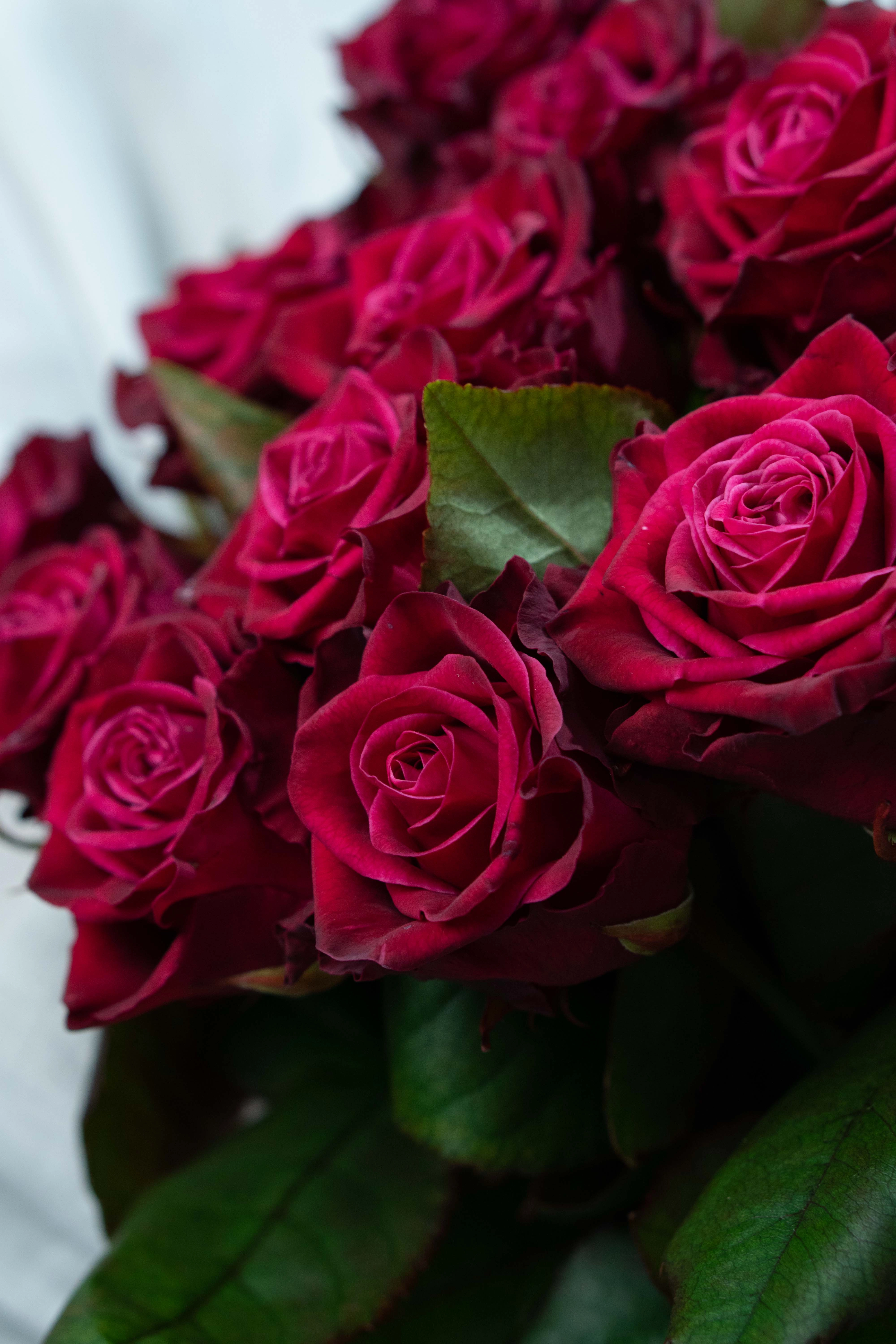 Картинка Букет из 15 роз сорта Адмирал 60 см