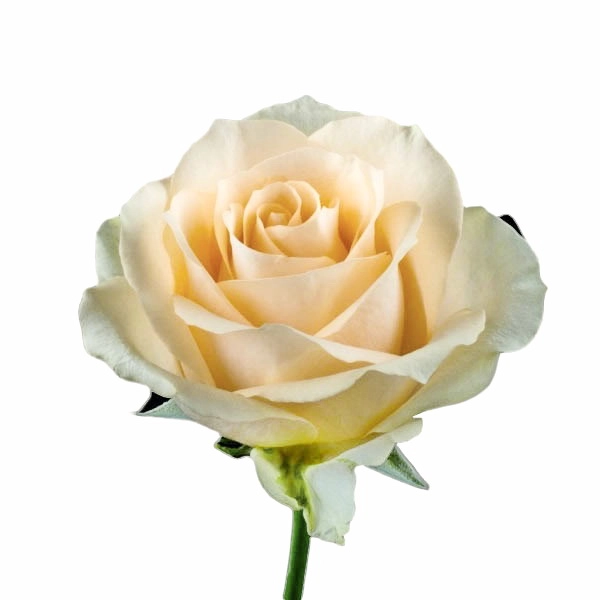 Картинка Роза Пич Аваланж