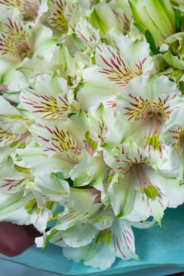 Картинка Букет из 21 альстромерий "Крем-брюле"