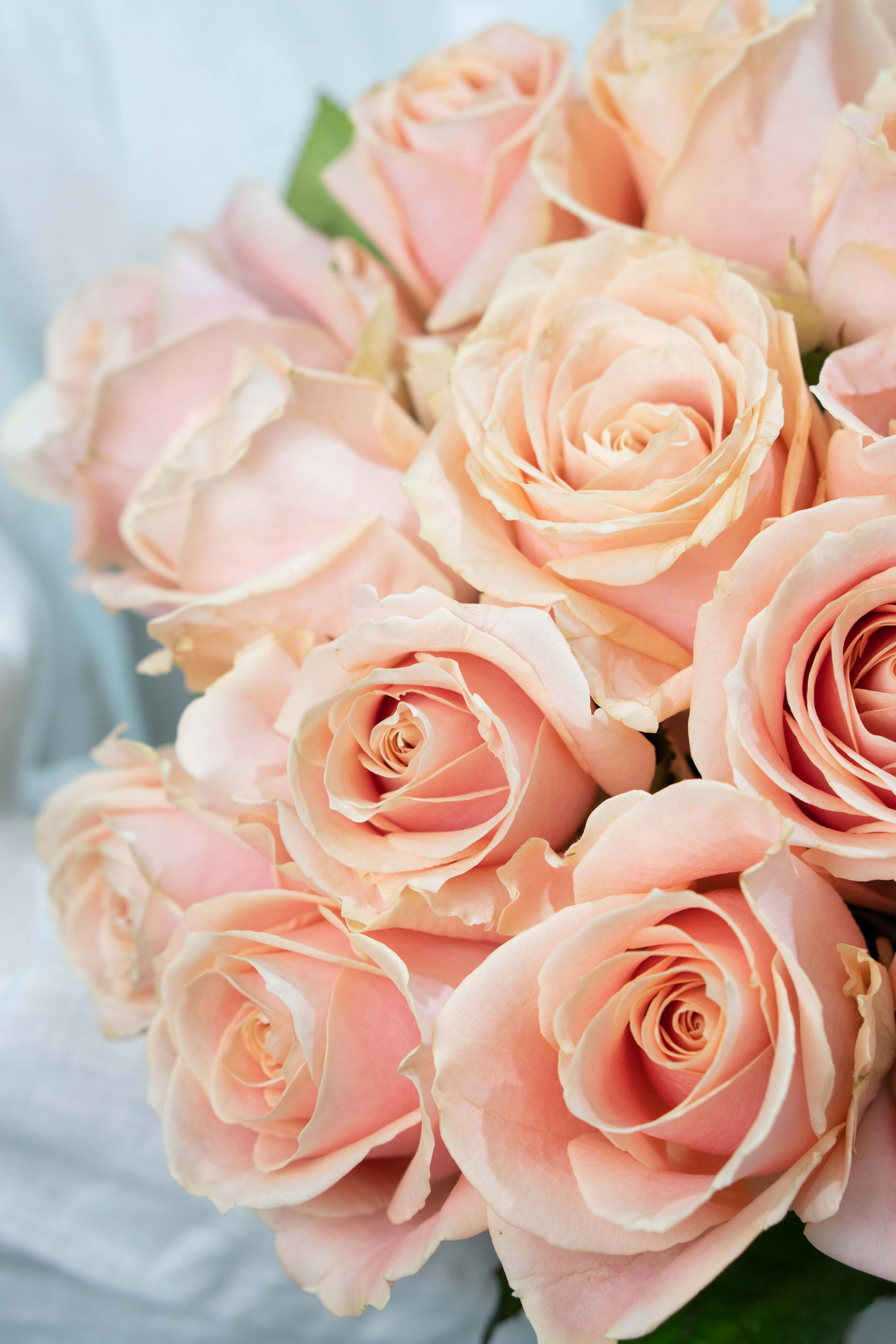 Картинка Букет из 25 роз сорта Перл 40 см