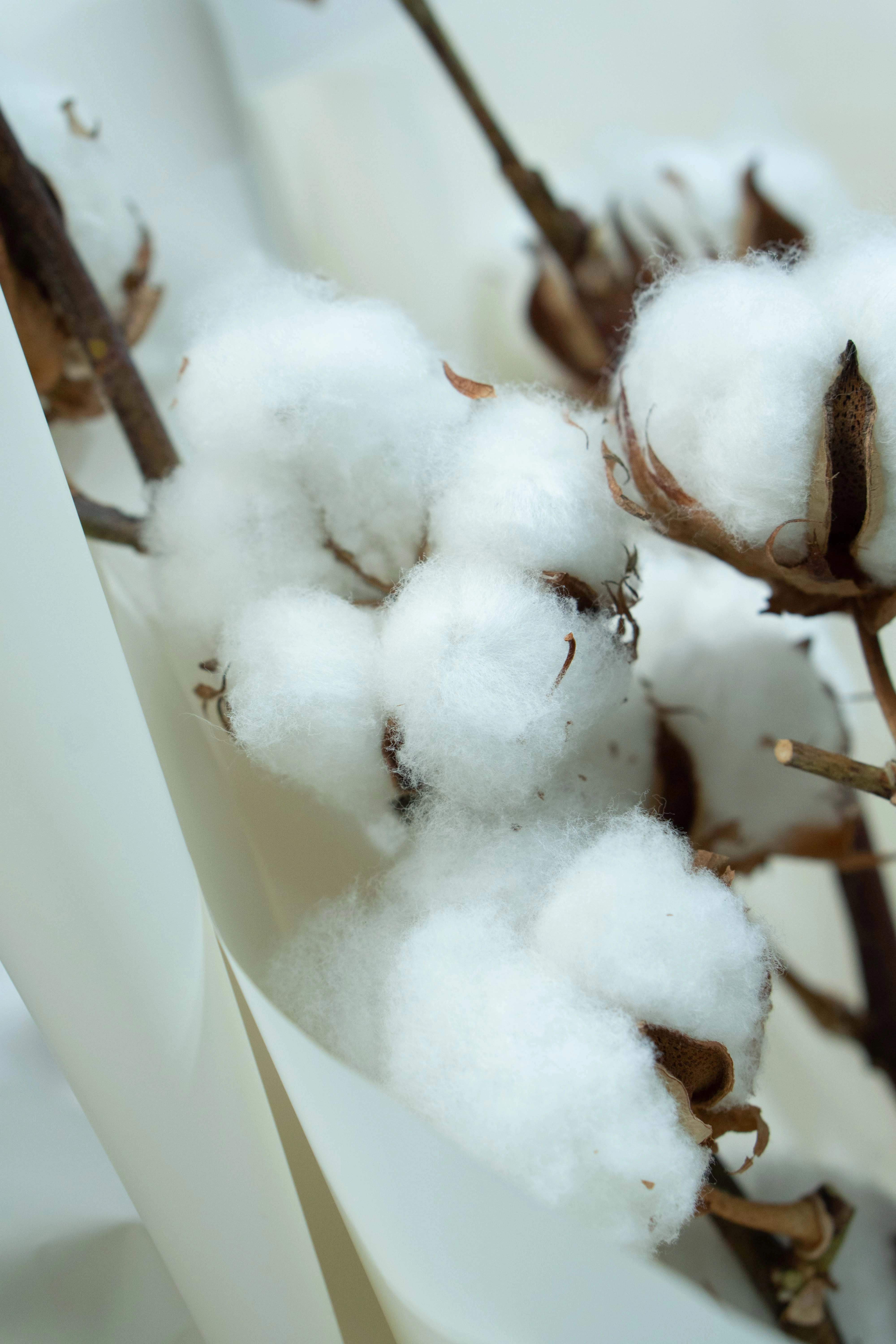 Картинка Букет из 3 веток хлопка