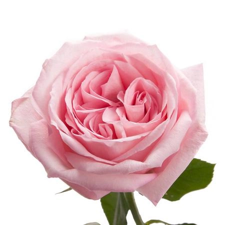 Картинка Роза Пинк Охара