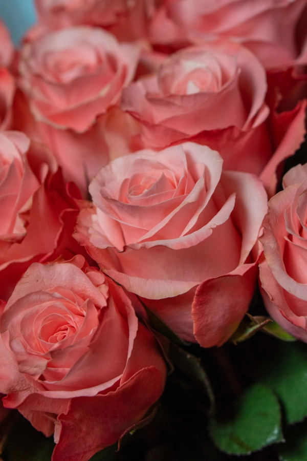 Картинка Роза Би Свит