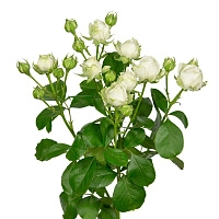 Картинка Роза кустовая Мисс Бомбастик Кения