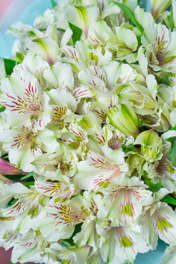 Картинка Букет из 21 альстромерий "Крем-брюле"