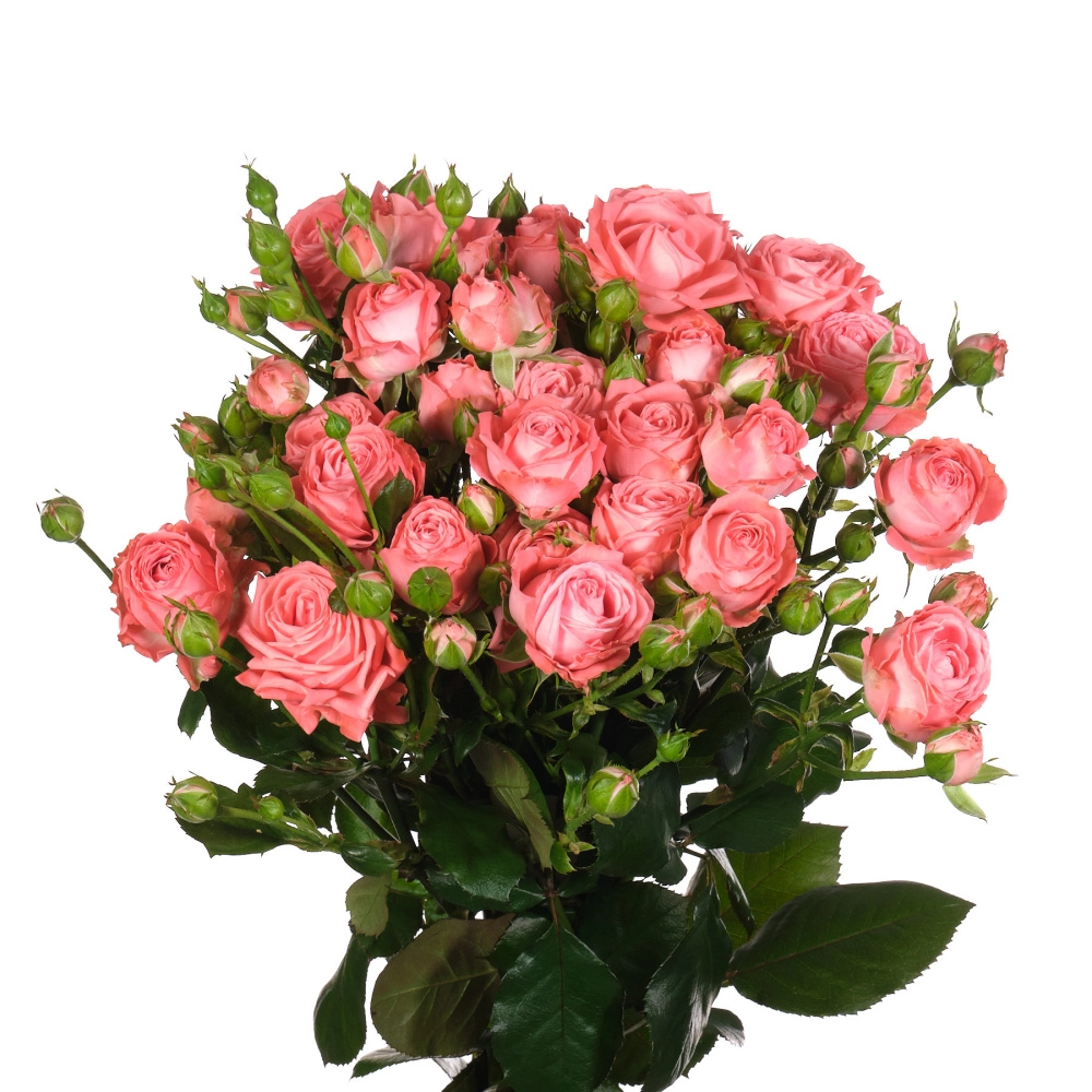 Картинка Роза кустовая Барбадос