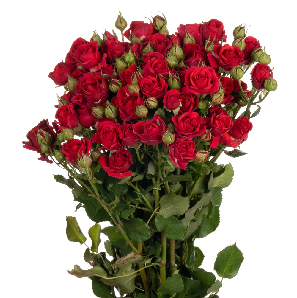 Картинка Роза кустовая Мирабель