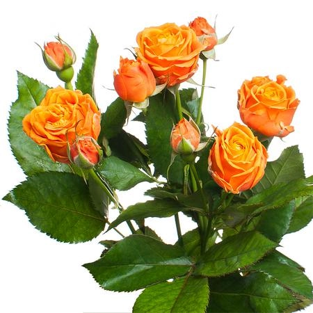 Картинка Роза кустовая Корал Баблс Кения