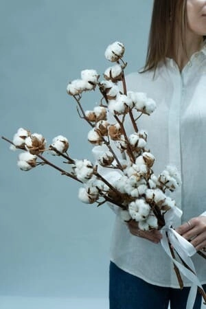 Картинка Букет из 5 веток хлопка "Натура"