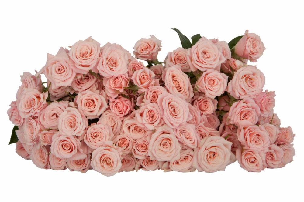 Картинка Роза кустовая Шелби Кения