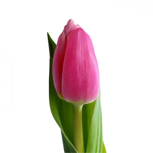 Картинка Тюльпан малиновый