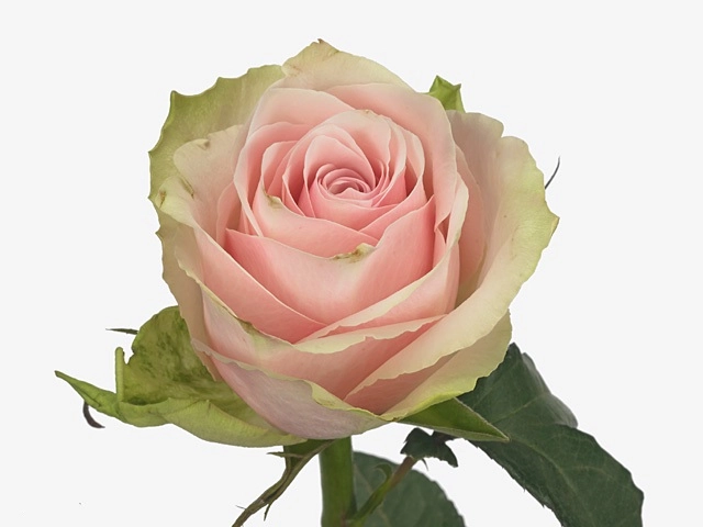  Роза Пинк Атена