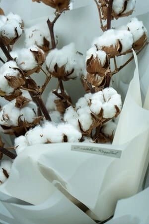 Картинка Букет из 7 веток хлопка