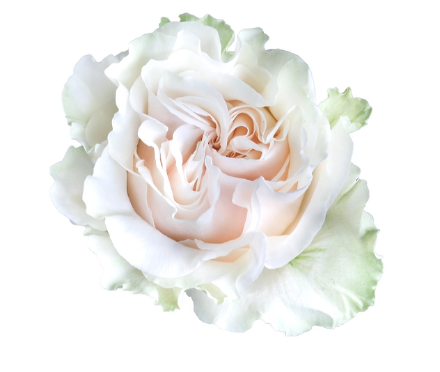 Картинка Роза Коттон Экспрешн