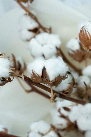 Картинка Букет из 5 веток хлопка