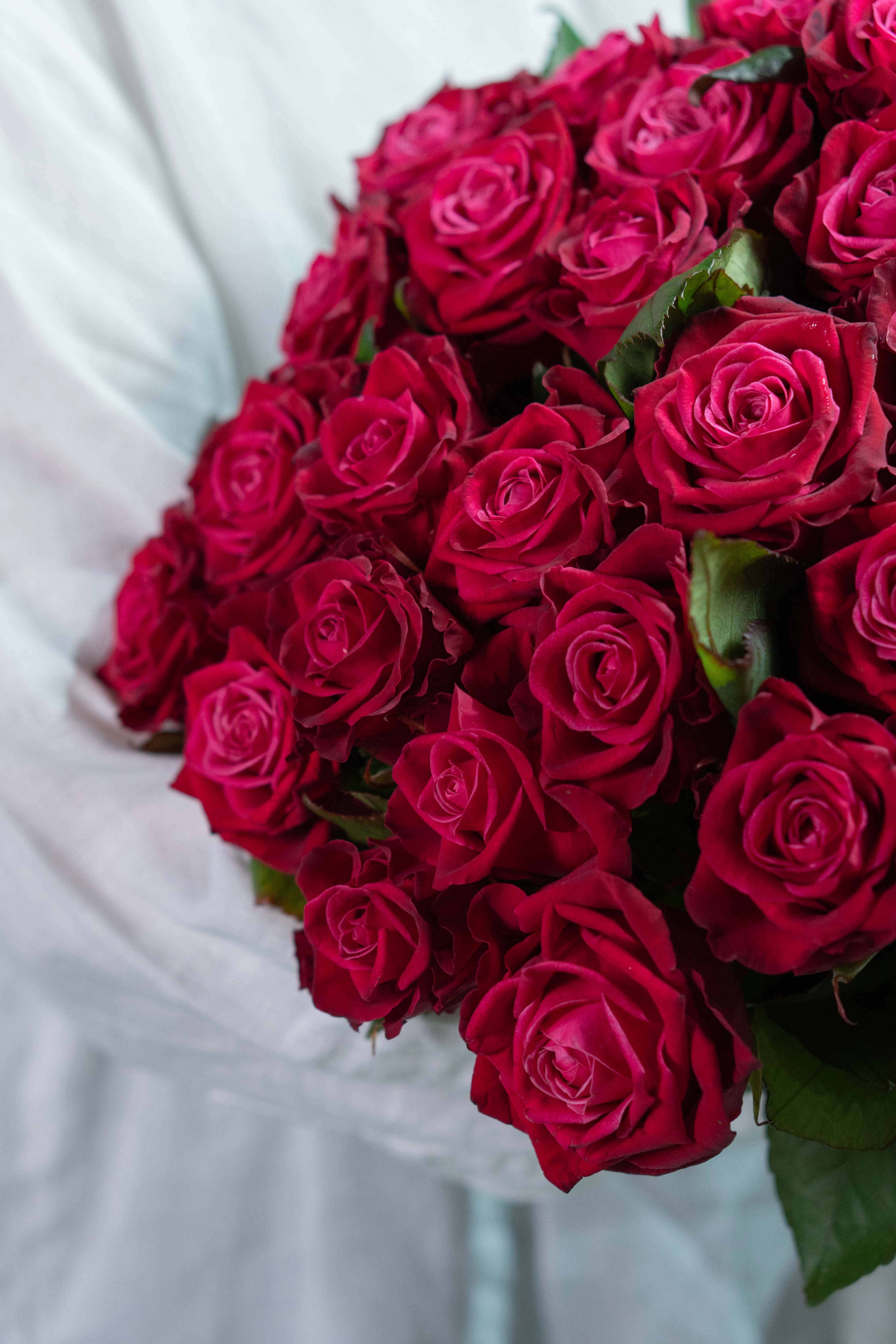 Картинка Роза Адмирал