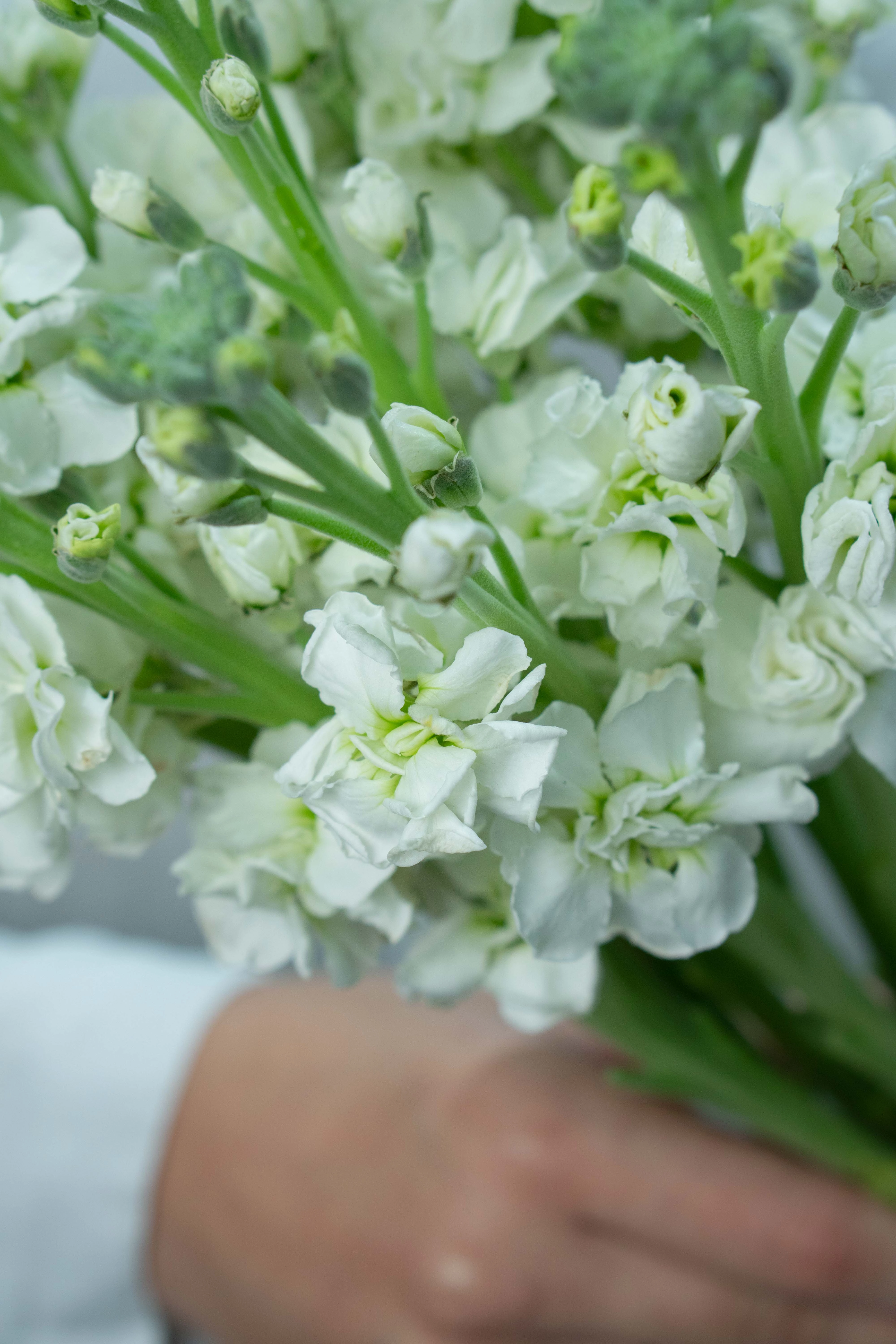 Картинка Букет  из 11 маттиол