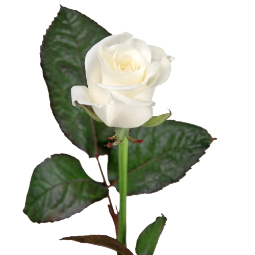 Картинка Роза Белуга