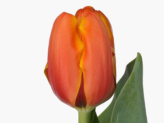 Картинка Тюльпан Оранжевый
