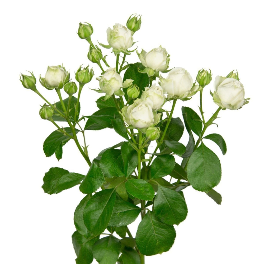 Картинка Роза кустовая Мисс Бомбастик