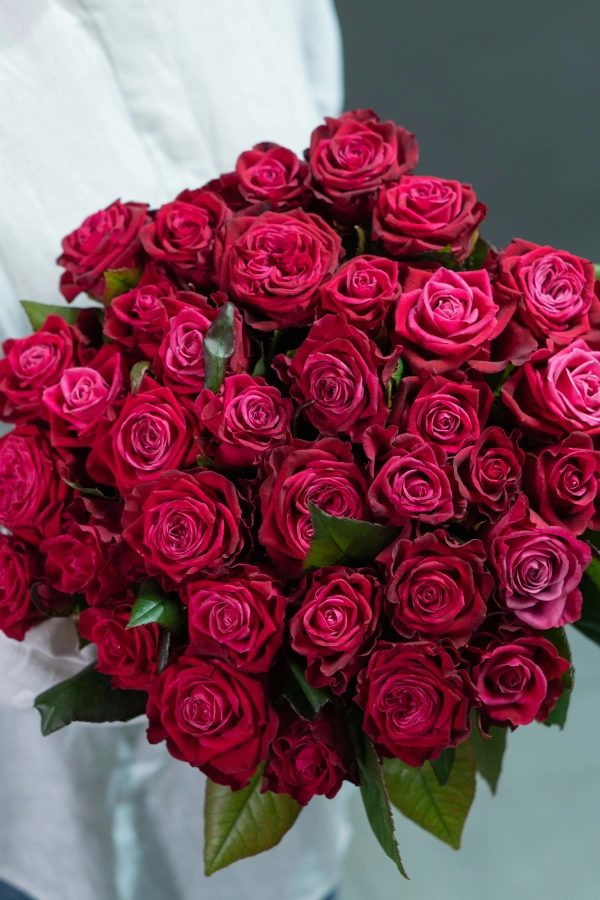 Картинка Роза Адмирал