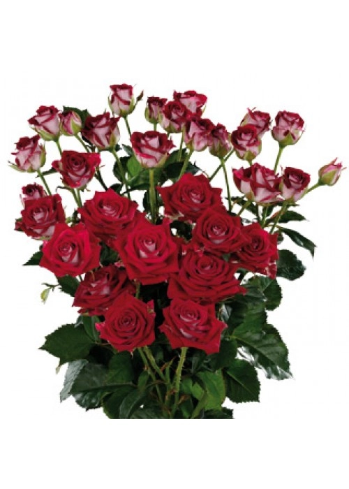 Картинка Роза кустовая Би Баблс