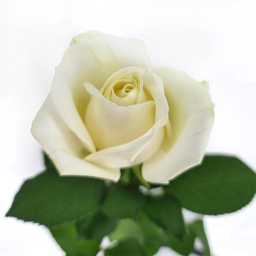 Картинка Роза Аваланж Беларусь