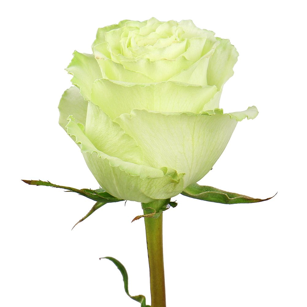 Картинка Роза Лимонад