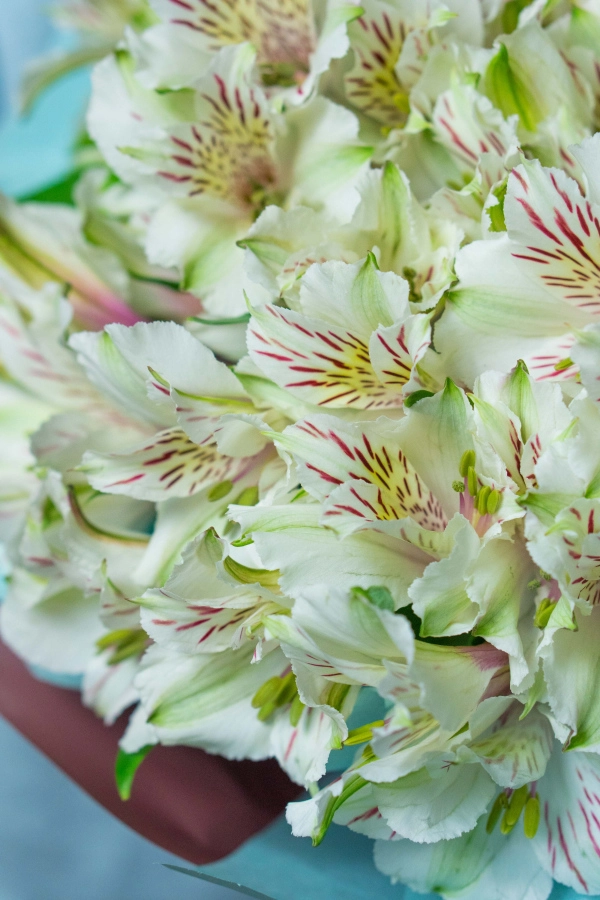 Картинка Букет из 21 альстромерий "Крем-брюле"