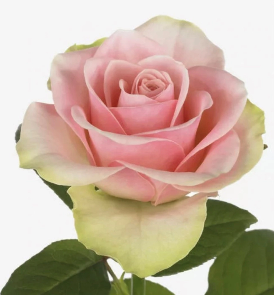 Картинка Роза Ла Белль