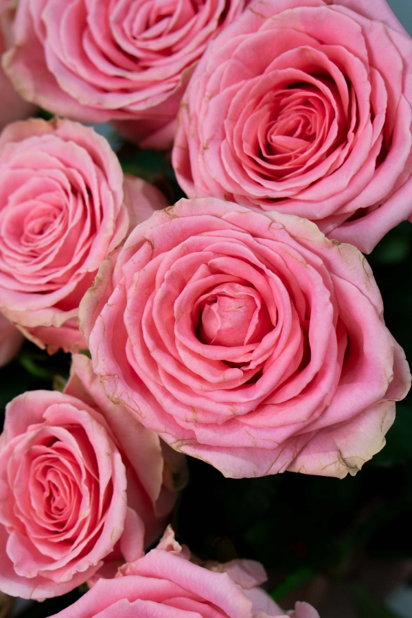 Картинка Букет из 15 роз Софи Лорен 60 см