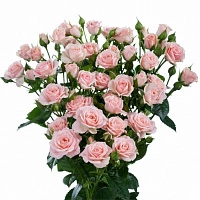 Картинка Роза кустовая Лидия Кения