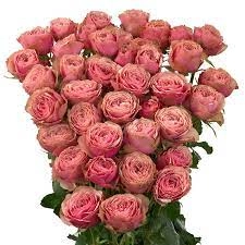 Картинка Роза кустовая Антик Трендсеттер Кения