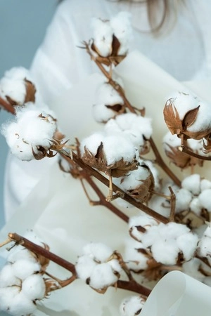 Картинка Букет из 5 веток хлопка