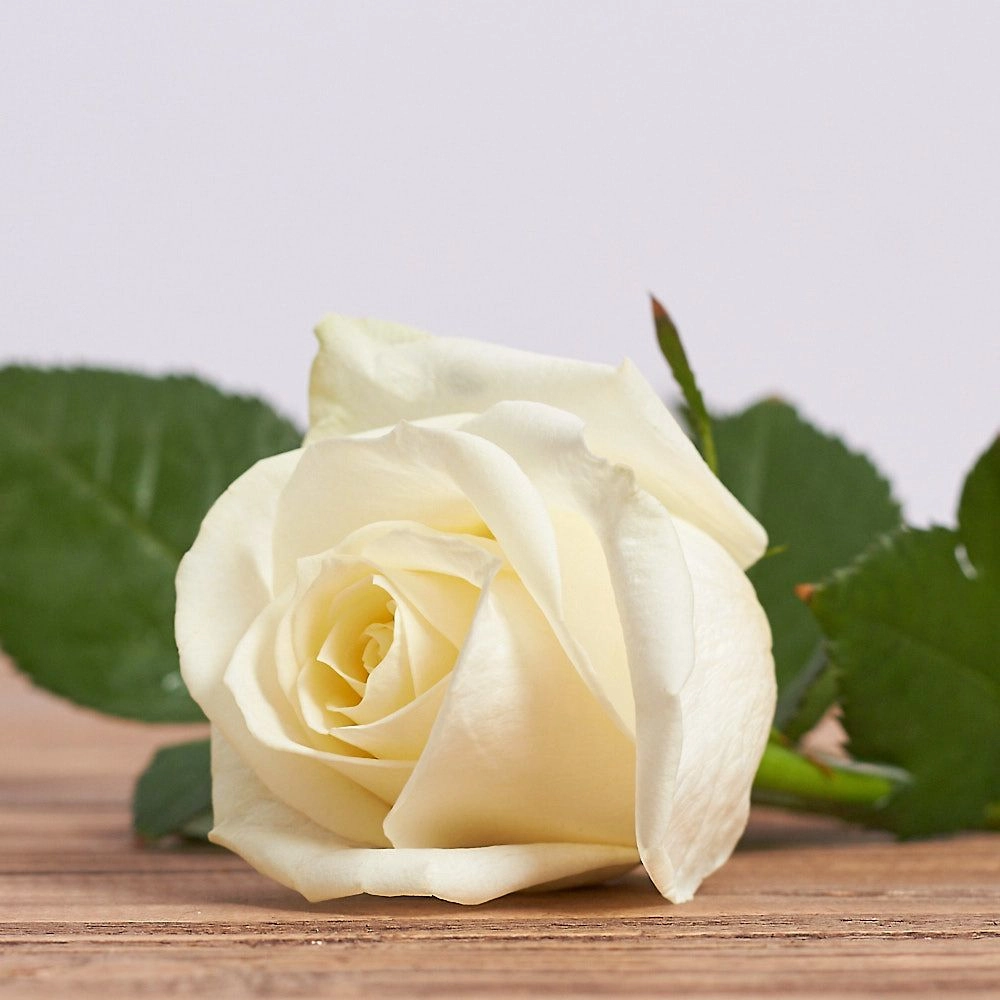 Картинка Роза Аваланж Беларусь