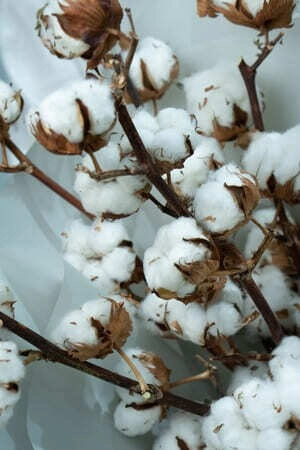 Картинка Букет из 7 веток хлопка