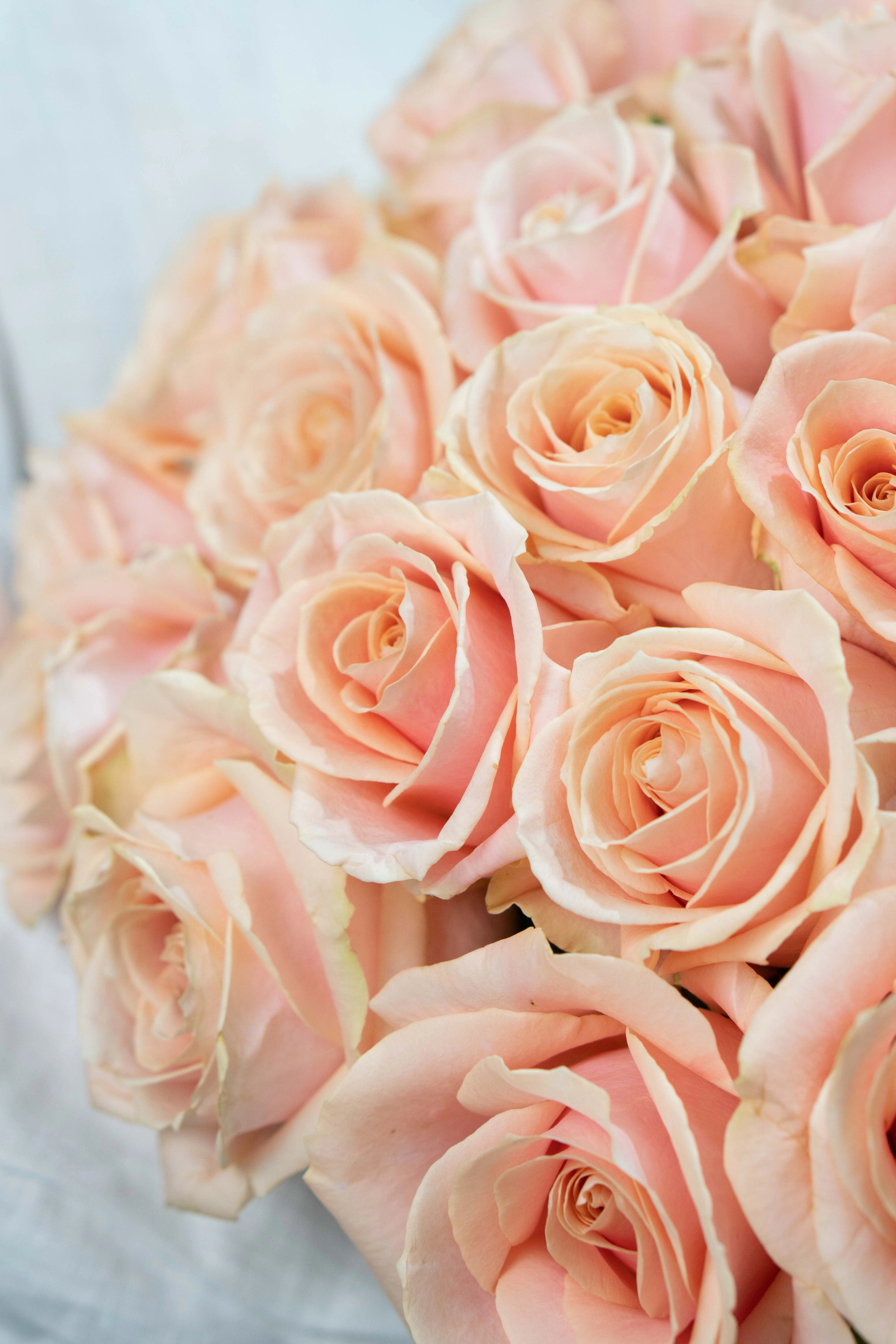 Картинка Букет из 25 роз сорта Перл 70 см