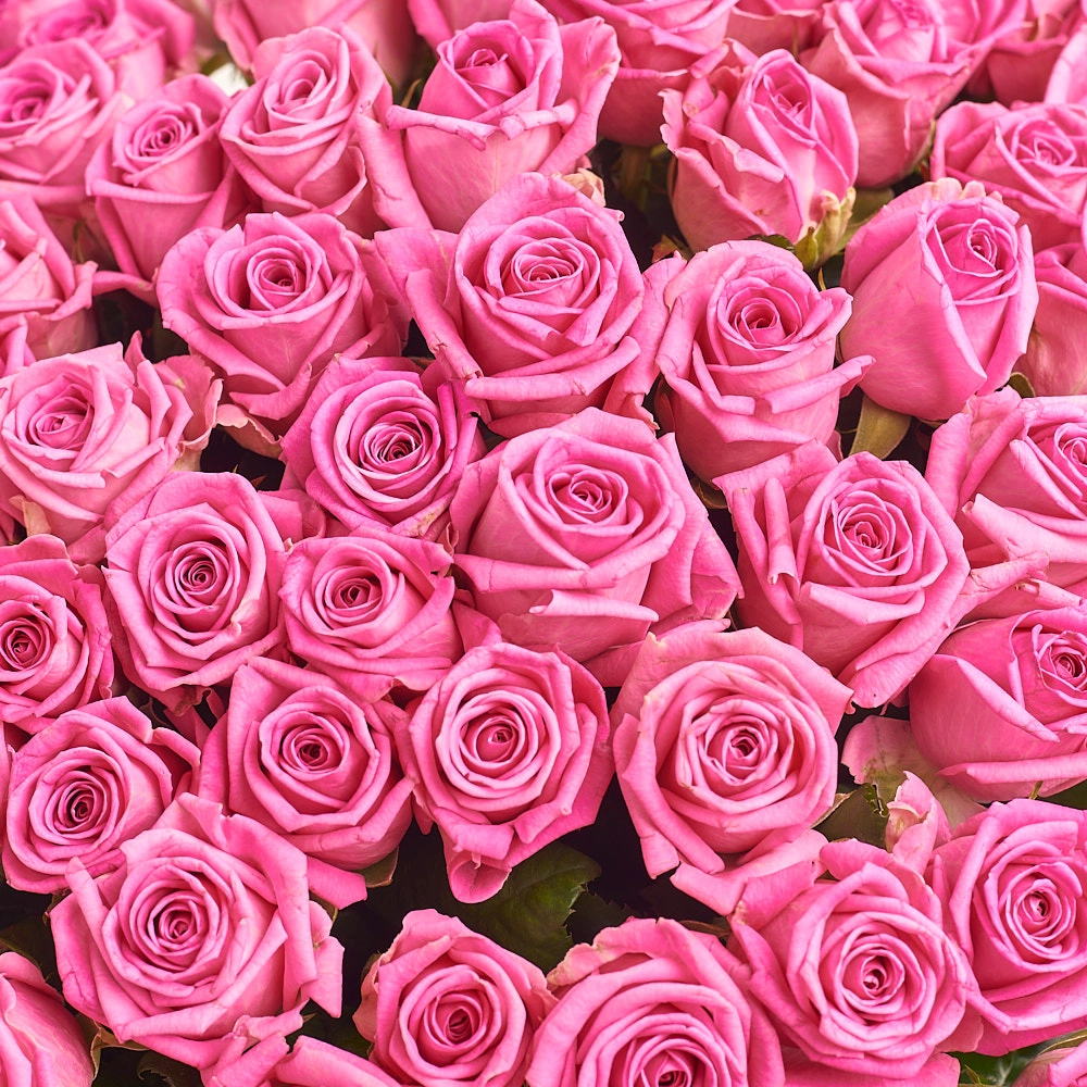 Картинка Букет из 101 розы " Пинк безе" 50 см