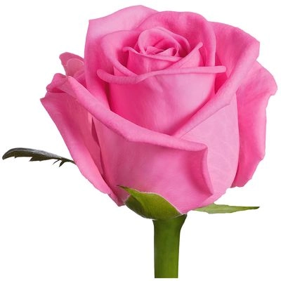 Картинка Роза Аква