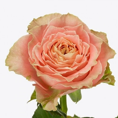 Картинка Роза Кантри Спирит Луиза