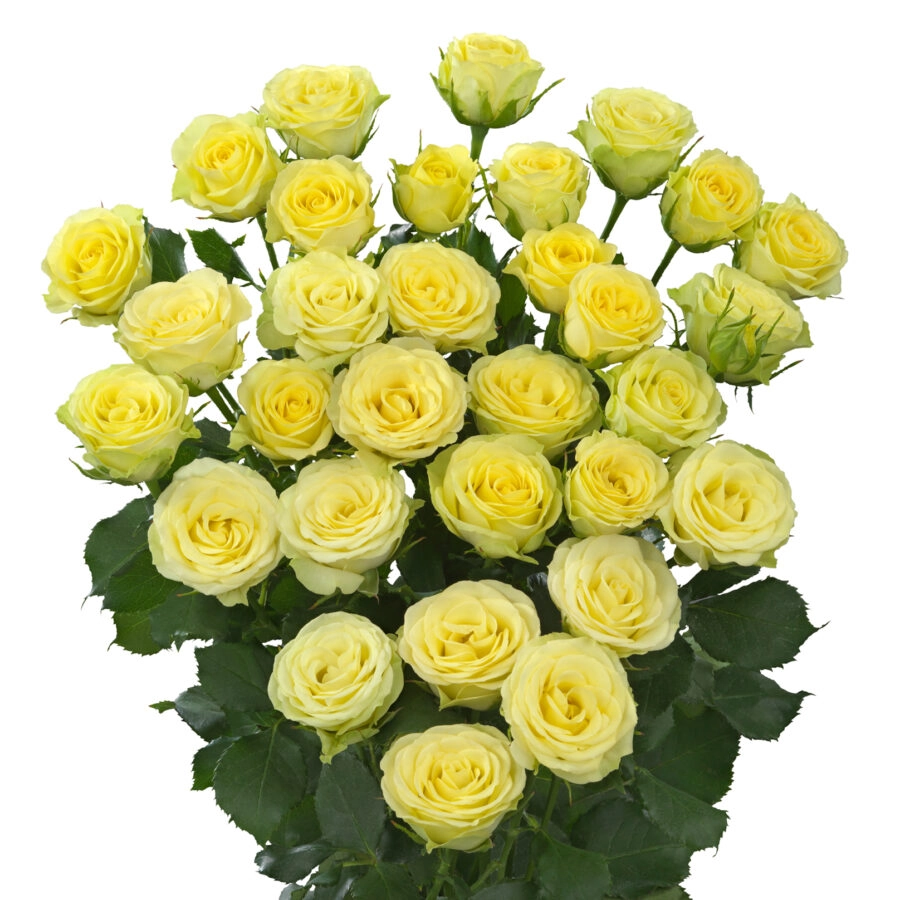 Картинка Роза кустовая Веддинг Инвите Кения