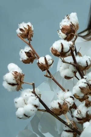 Картинка Букет из 7 веток хлопка