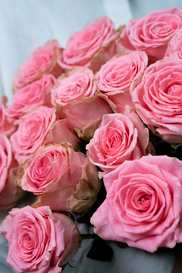 Картинка Букет из 15 роз Софи Лорен 60 см